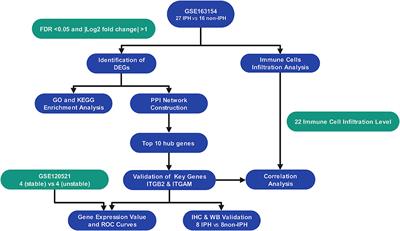 Differential Gene Expression and Immune Cell Infiltration in Carotid Intraplaque Hemorrhage Identified Using Integrated Bioinformatics Analysis